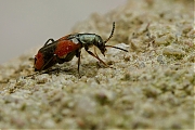 Filename=Anthocomus-bipunctatus-20130123g800IMG_4277b.jpg
Filesize=313KiB
Dimensions=800x600
Date added=Jan 24, 2013 Anthocomus-bipunctatus-20130123g800IMG_4277b.jpg
