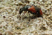 Filename=Anthocomus-bipunctatus-20130123g800IMG_4286a.jpg
Filesize=397KiB
Dimensions=800x600
Date added=Jan 24, 2013 Anthocomus-bipunctatus-20130123g800IMG_4286a.jpg