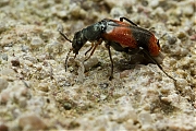 Anthocomus-bipunctatus-20130123g800IMG_4286a.jpg