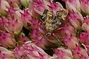 Anthophila-fabriciana-20120909g800200IMG_0365a.jpg