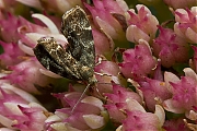 Anthophila-fabriciana-20120909g800IMG_0367a.jpg