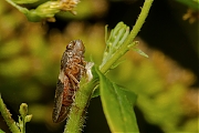 Aphrophora-alni-Elzencicade-20120909g800200IMG_0230a.jpg