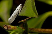 Appelstippelmot-20130722g800IMG_7952a.jpg