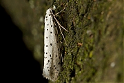 Appelstippelmot-20130722g800IMG_7986a.jpg