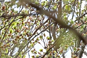 Filename=Appelvink-20230426g14401A1A2986acrfb-Oude-Buisse-Heide.jpg
Filesize=909KiB
Dimensions=1280x960
Date added=Apr 26, 2023 Appelvink-20230426g14401A1A2986acrfb-Oude-Buisse-Heide.jpg