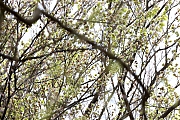 Filename=Appelvink-20230426g14401A1A2986bcrfb-Oude-Buisse-Heide.jpg
Filesize=1300KiB
Dimensions=1280x960
Date added=Apr 26, 2023 Appelvink-20230426g14401A1A2986bcrfb-Oude-Buisse-Heide.jpg