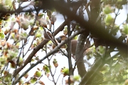 Filename=Appelvink-20230426g14401A1A2986ccrfb-Oude-Buisse-Heide.jpg
Filesize=694KiB
Dimensions=1280x960
Date added=Apr 26, 2023 Appelvink-20230426g14401A1A2986ccrfb-Oude-Buisse-Heide.jpg