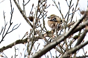 Appelvink-20240329g14401A1A1406atcrfb-Oude-Buisse-Heide.jpg