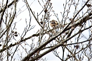 Appelvink-20240329g14401A1A1415atcrfb-Oude-Buisse-Heide.jpg