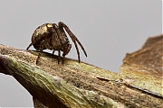 Filename=Aranedae-20130414g8007X1A6578a.jpg
Filesize=321KiB
Dimensions=800x600
Date added=Apr 15, 2013 Aranedae-20130414g8007X1A6578a.jpg
