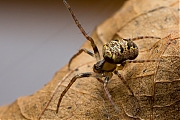 Aranedae-20130414g8007X1A6616a.jpg