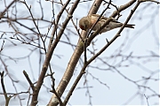 Filename=Barmsijs-20150307g12807X1A2717a.jpg
Filesize=718KiB
Dimensions=1280x960
Date added=Mar 08, 2015 Barmsijs-20150307g12807X1A2717a.jpg