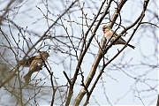 Filename=Barmsijs-20150307g12807X1A2722a.jpg
Filesize=747KiB
Dimensions=1280x960
Date added=Mar 07, 2015 Barmsijs-20150307g12807X1A2722a.jpg