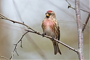 Filename=Barmsijs-20150307g12807X1A2772a.jpg
Filesize=720KiB
Dimensions=1280x960
Date added=Mar 07, 2015 Barmsijs-20150307g12807X1A2772a.jpg