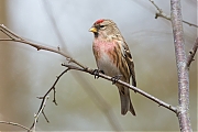 Filename=Barmsijs-20150307g12807X1A2818a.jpg
Filesize=714KiB
Dimensions=1280x960
Date added=Mar 08, 2015 Barmsijs-20150307g12807X1A2818a.jpg