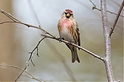 Filename=Barmsijs-20150307g12807X1A2822a.jpg
Filesize=655KiB
Dimensions=1280x960
Date added=Mar 08, 2015 Barmsijs-20150307g12807X1A2822a.jpg