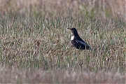 Filename=Beflijster-20100424g1280P1120588an.jpg
Filesize=868KiB
Dimensions=1280x960
Date added=Sep 11, 2017 Beflijster-20100424g1280P1120588an.jpg
