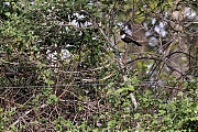 Filename=Beflijster-20220419g14401A1A2563acrfb-Kraaienberg-Markiezaat.jpg
Filesize=1269KiB
Dimensions=1280x960
Date added=Apr 25, 2022 Beflijster-20220419g14401A1A2563acrfb-Kraaienberg-Markiezaat.jpg