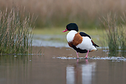 Filename=Bergeend-20140118g12807X1A0337acrfb.jpg
Filesize=813KiB
Dimensions=1280x960
Date added=Jan 21, 2018 Bergeend-20140118g12807X1A0337acrfb.jpg