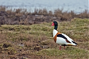 Filename=Bergeend-20150403g12807X1A3406a.jpg
Filesize=904KiB
Dimensions=1280x960
Date added=Apr 04, 2015 Bergeend-20150403g12807X1A3406a.jpg