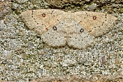 Berkenoogspanner-Cyclophora-albipunctata-20150807g1280IMG_2098a.jpg