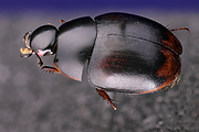 Filename=Bipustulatum-g1280acrfb-bl-s02-2018-02-08-14-33-54-28C29.jpg
Filesize=850KiB
Dimensions=1280x960
Date added=Feb 08, 2018 Bipustulatum-g1280acrfb-bl-s02-2018-02-08-14-33-54-28C29.jpg