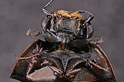 Filename=Bipustulatum-man-g1280bcrfb-s01-2018-02-08-11-18-15-28B2CRadius42CSmoothing129.jpg
Filesize=1027KiB
Dimensions=1280x960
Date added=Feb 08, 2018 Bipustulatum-man-g1280bcrfb-s01-2018-02-08-11-18-15-28B2CRadius42CSmoothing129.jpg