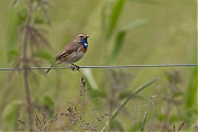 Blauwborst-20120602g800IMG_6407a.jpg