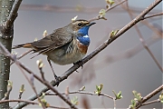 Blauwborst-20130413g8007X1A6381a.jpg