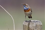 Filename=Blauwborst-20130413g8007X1A6386a.jpg
Filesize=258KiB
Dimensions=800x600
Date added=Apr 13, 2013 Blauwborst-20130413g8007X1A6386a.jpg
