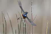 Filename=Blauwborst-20130413g8007X1A6455b.jpg
Filesize=217KiB
Dimensions=800x600
Date added=Apr 13, 2013 Blauwborst-20130413g8007X1A6455b.jpg