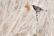 Filename=Blauwborst-20140426g8007X1A1110a.jpg
Filesize=268KiB
Dimensions=800x600
Date added=Apr 27, 2014 Blauwborst-20140426g8007X1A1110a.jpg