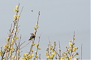 Filename=Blauwborst-20150410g12807X1A3536a.jpg
Filesize=861KiB
Dimensions=1280x960
Date added=Apr 12, 2015 Blauwborst-20150410g12807X1A3536a.jpg