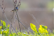 Blauwborst-20180417g1280YSXX2224b.jpg