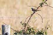 Blauwborst-20200623g1280YSXX8045a.jpg