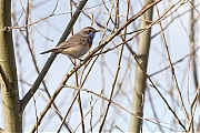 Blauwborst-20210413g14401A1A1184acrfb-Matjens.jpg
