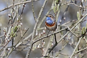 Blauwborst-20210413g14401A1A1228acrfb-Matjens.jpg