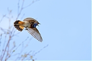 Blauwborst-20230412g14401A1A1248acrfb-Oude-Buisse-Heide.jpg