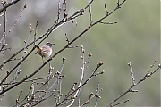 Filename=Blauwborst-20230427g14401A1A3062acrfb-Oude-Buisse-Heide.jpg
Filesize=704KiB
Dimensions=1280x960
Date added=May 16, 2023 Blauwborst-20230427g14401A1A3062acrfb-Oude-Buisse-Heide.jpg