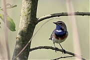 Filename=Blauwborst-20230513g14401A1A4528acrfb-Ginhoven.jpg
Filesize=609KiB
Dimensions=1280x960
Date added=May 16, 2023 Blauwborst-20230513g14401A1A4528acrfb-Ginhoven.jpg