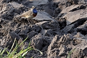 Filename=Blauwborst-20230518g14401A1A5134acrfb-Matjens.jpg
Filesize=845KiB
Dimensions=1280x960
Date added=Jul 13, 2023 Blauwborst-20230518g14401A1A5134acrfb-Matjens.jpg