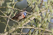 Filename=Blauwborst-20240406g14401A1A2020acrfb-Oude-Buisse-Heide.jpg
Filesize=780KiB
Dimensions=1280x960
Date added=May 10, 2024 Blauwborst-20240406g14401A1A2020acrfb-Oude-Buisse-Heide.jpg