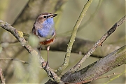 Filename=Blauwborst-20240406g14401A1A2113acrfb-Oude-Buisse-Heide.jpg
Filesize=693KiB
Dimensions=1280x960
Date added=May 10, 2024 Blauwborst-20240406g14401A1A2113acrfb-Oude-Buisse-Heide.jpg