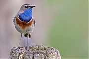 Filename=Blauwborst-20240608g14401A1A9620atcrfb-Oude-Buisse-Heide.jpg
Filesize=707KiB
Dimensions=1280x960
Date added=Jun 30, 2024 Blauwborst-20240608g14401A1A9620atcrfb-Oude-Buisse-Heide.jpg