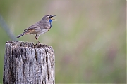 Filename=Blauwborst-20240608g14401A1A9646atcrfb-Oude-Buisse-Heide.jpg
Filesize=572KiB
Dimensions=1280x960
Date added=Jun 30, 2024 Blauwborst-20240608g14401A1A9646atcrfb-Oude-Buisse-Heide.jpg