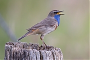 Filename=Blauwborst-20240608g14401A1A9656atcrfb-Oude-Buisse-Heide.jpg
Filesize=680KiB
Dimensions=1280x960
Date added=Jun 30, 2024 Blauwborst-20240608g14401A1A9656atcrfb-Oude-Buisse-Heide.jpg