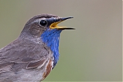 Filename=Blauwborst-20240608g14401A1A9656dtcrfb-Oude-Buisse-Heide.jpg
Filesize=700KiB
Dimensions=1280x960
Date added=Jun 30, 2024 Blauwborst-20240608g14401A1A9656dtcrfb-Oude-Buisse-Heide.jpg
