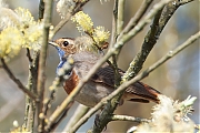 Blauwborst-20250411g14401A1A5588atcrfb-De-Matjens.jpg