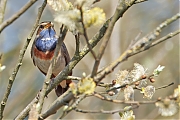 Blauwborst-20250411g14401A1A5609atcrfb-De-Matjens.jpg