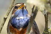 Blauwborst-20250411g14401A1A5609avcrfb-De-Matjens.jpg